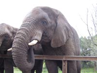 elephant_eating_2.jpg